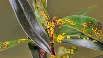 Public asked to look out for Myrtle Rust