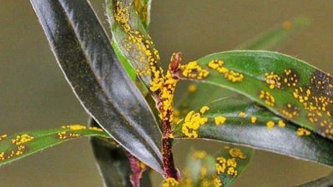 Myrtle Rust (Photo: NZ Herald)