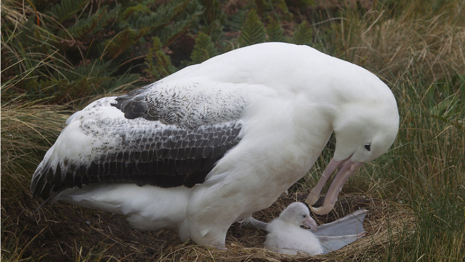 A Royal Albatross tends to it's baby (Photo: Getty Images)