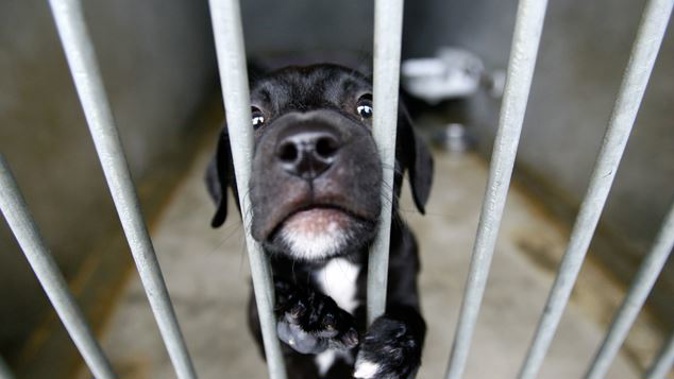 Dogs will be euthanised by lethal injection until further notice (Photo NZ Herald)