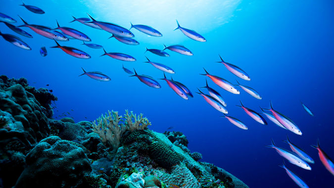 Sea critters survive longest ever marine migration