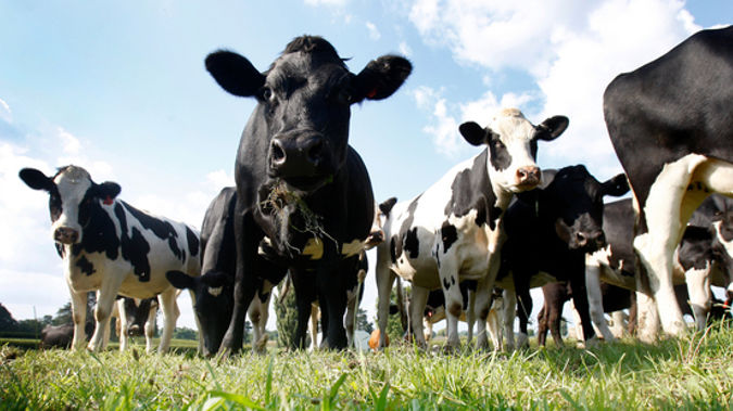 The disease was first found on a South Canterbury farm in July. (Photo \ NZ Herald)