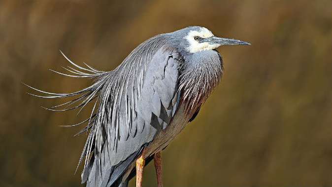 It's the second voter scandal in three years after the kokako received 200 fraudulent votes in 2015. (Photo: Wikipedia)