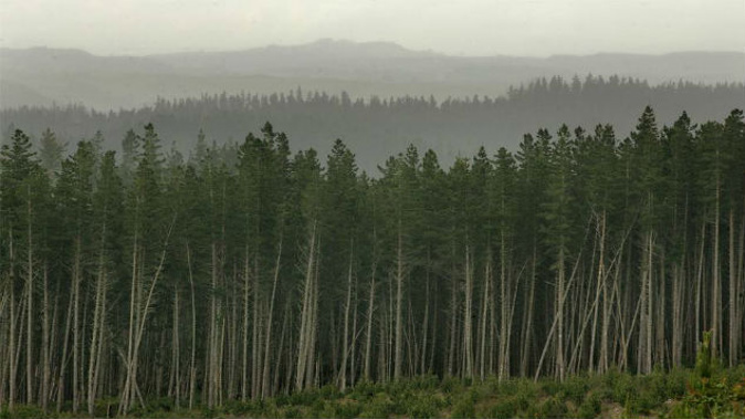 A judgment says the Maori Land Court appointed seven people to replace the Maori Trustee organisation as responsible trustees for a 500ha plantation forestry block in Parengarenga. (Photo : NZME)