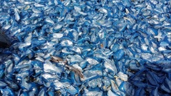 The creatures made a carpet of blue (Haydon Miller)