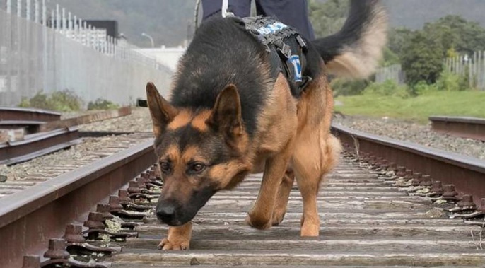 Wellington Police are paying tribute to the service of patrol dog Hades who died yesterday, within hours of finishing a late shift with his handler. (Photo / NZ Police)