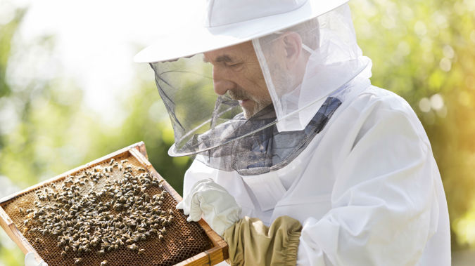 Hives in suburban gardens were shown to be doing best producing 12.5kg on average (Getty)