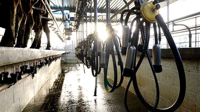 Meanwhile, at a dairy farm in Leeston, someone's turned on a tap of a vat - draining more than 50,000 litres of milk. (Photo \ Getty Images)