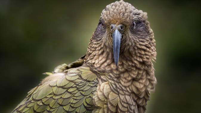 The curious but endangered kea has won the prestigious title. Photo/Getty Images