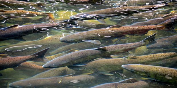 A Canterbury University study into breeding salmon could help us further understand human fertility. (Photo \ File)