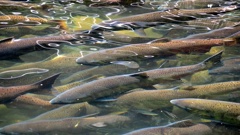 A Canterbury University study into breeding salmon could help us further understand human fertility. (Photo \ File)