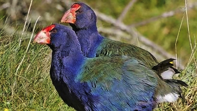The bird has a low population and is listed as threatened. Photo/NZH