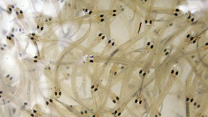 ECAN says the fishermen do it to try and clean the water. Photo/Getty