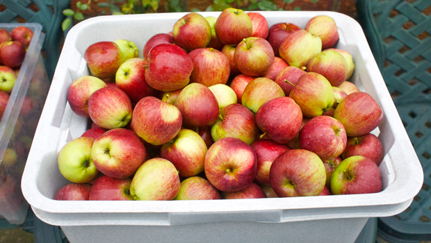 Apple lovers can be reassured there won't be a shortage of Royal Gala supplies next season. (Photo/ Supplied)