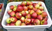 Apple lovers can be reassured there won't be a shortage of Royal Gala supplies next season. (Photo/ Supplied)