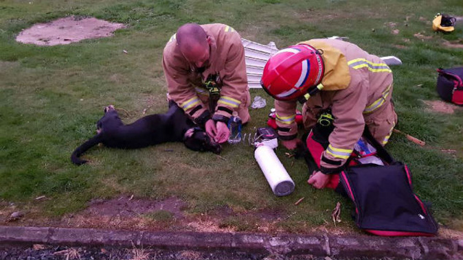 Tokoroa Volunteer Fire Brigade senior firefighter Chris Barrett left and station officer Paul Carter used oxygen to save Molly the dog's life after a house fire last night. (Photo: Supplied)