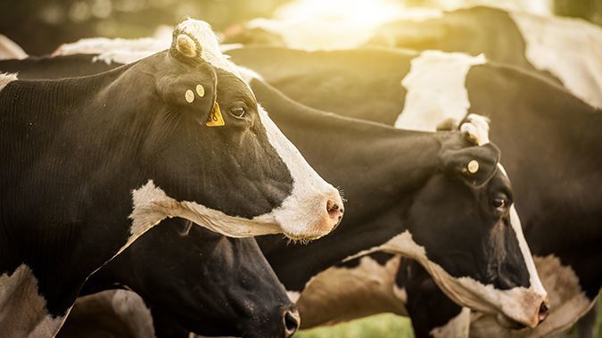 A Waimate farm has tested positive to cattle disease Mycoplasma bovis. Thousands of cows will be killed to stop the disease from spreading to other properties. (Photo / Getty Images) 
