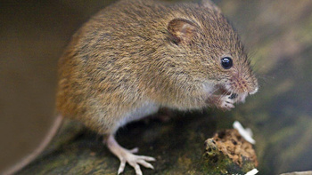 Powerful scent: NZ mice study reveals intriguing effect on weight loss, life span