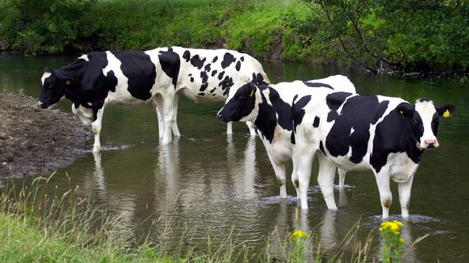 Fish and Game's Martin Taylor says Fonterra have a long history of delaying real action on the issue of how dairy intensification is harming New Zealand's waterways. (Photo: iStock)
