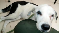 Nube Viajera, the abandoned dog who died of a broken heart. Photo / Friends of Animals Foundation Bucaramanga