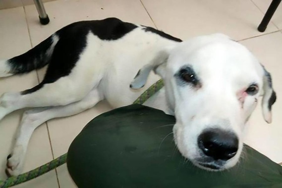 Nube Viajera, the abandoned dog who died of a broken heart. Photo / Friends of Animals Foundation Bucaramanga