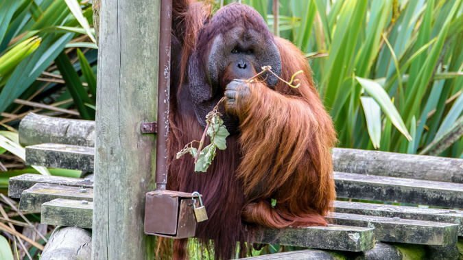Moving the orangutans involves two road trips and a 2.5-hour flight in specifically designed transportation crates. (Photo \ Getty Images)