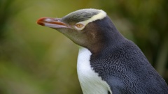 There are only 1700 breeding pairs of yellow-eyed penguins left in the wild. (Photo / Getty Images) 
