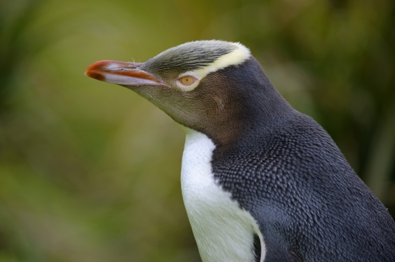 There are only 1700 breeding pairs of yellow-eyed penguins left in the wild. (Photo / Getty Images)