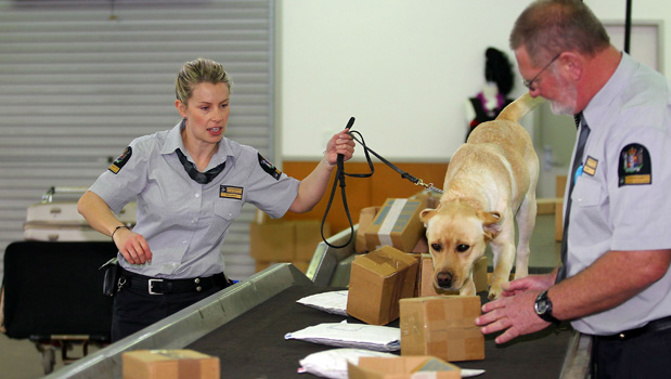 Biosecurity enforcement in action at Auckland Airport. (Photo/Getty)