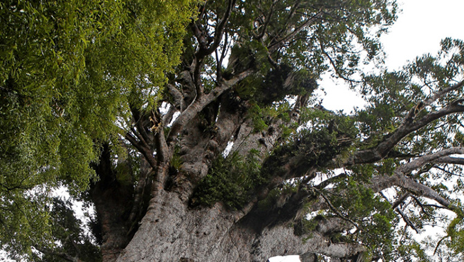 Kauri trees in the area are under threat from a deadly diease. (Photo/Getty)