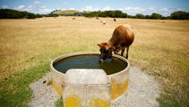 Early start to summer worries Waikato farmers