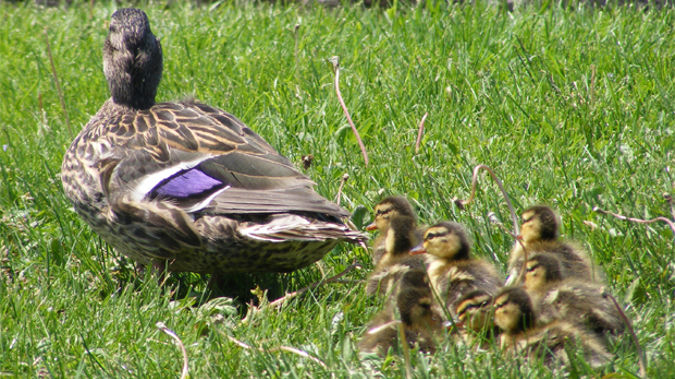 Duck and Ducklings (Photo \ Stock)