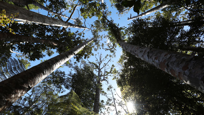 Diseased and dying Kauri at Huia in the Waitakere Ranges Regional Park (Photo \ Getty Images)