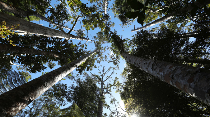 Kauir dieback is spread via the soil. And once a tree is infected, it spreads from tree to tree through the entwined roots. (Photo \ Getty Images)