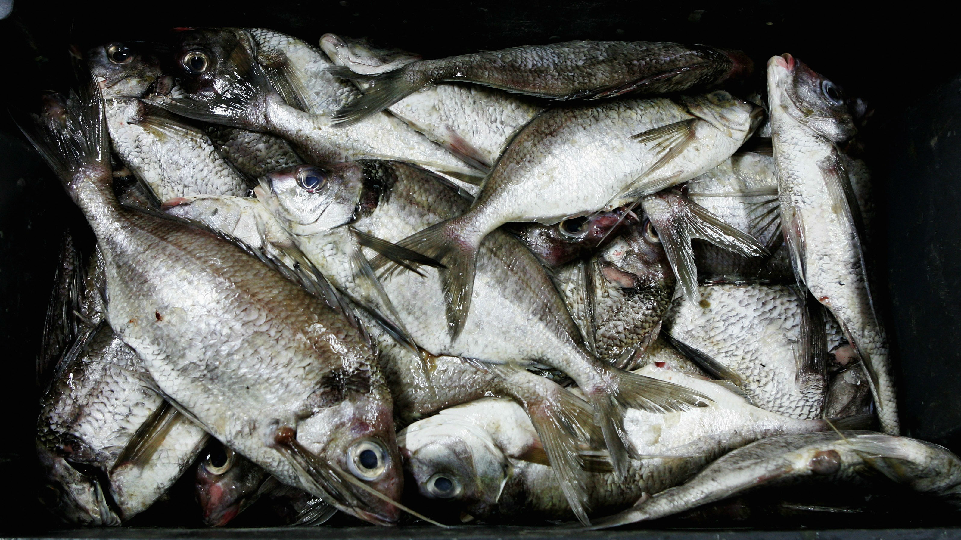  (Photo \ Getty Images)