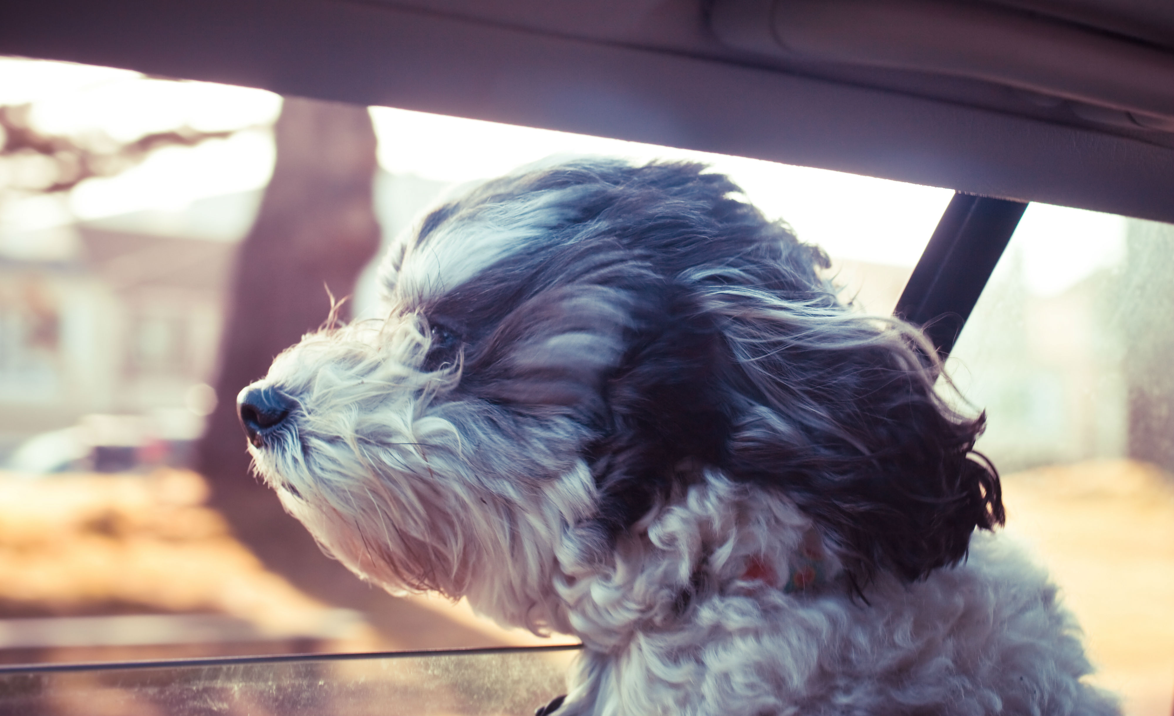 498 pets were rescued this year. (Photo / Getty)