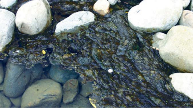 Algae in the Hutt River will continue to spread. (Photo / Upper Hutt City Council)