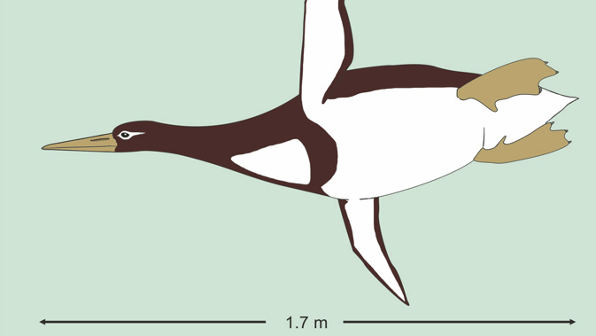 The fossil of the giant penguin was discovered just south of Christchurch. (Photo \ AP)