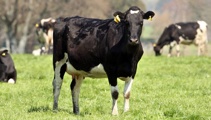 Cattle culls delayed in Mycoplasma bovis purge