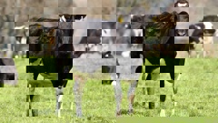 Another four farms tested positive for Mycoplasma bovis this week (Photo / Ben Fraser)