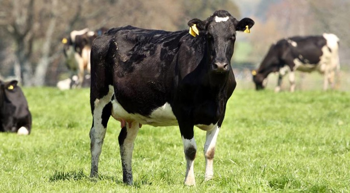 Another four farms tested positive for Mycoplasma bovis this week (Photo / Ben Fraser)