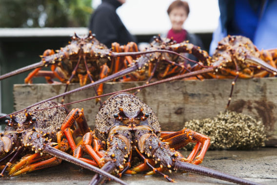 Shellfish are affected from Northland down the coast to south Taranaki (Photo/Getty)