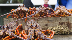 Shellfish are affected from Northland down the coast to south Taranaki (Photo/Getty)