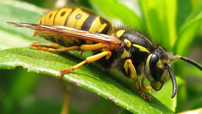 Wasps are devastating native bug populations (Photo/Xchng)