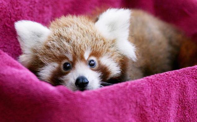 Panda Cub For Wellington Zoo Chrismas Miracle