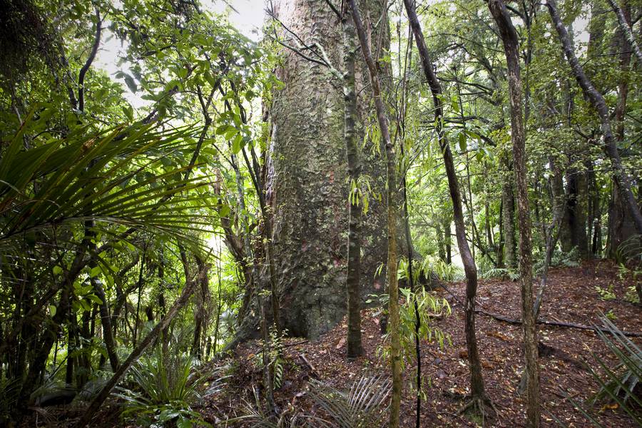 Kauri trees in the Waitakere Ranges are under threat due to the spread of kauri dieback ( Photo / Michael Craig )