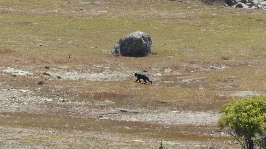 British tourist Nick Baggott says the cat was not of an ordinary size and he had never seen anything like it.  (Photo / Nick Baggott)