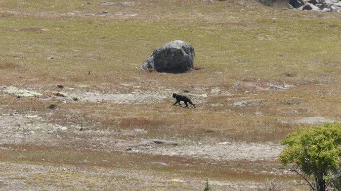 British tourist Nick Baggott says the cat was not of an ordinary size and he had never seen anything like it. (Photo / Nick Baggott)