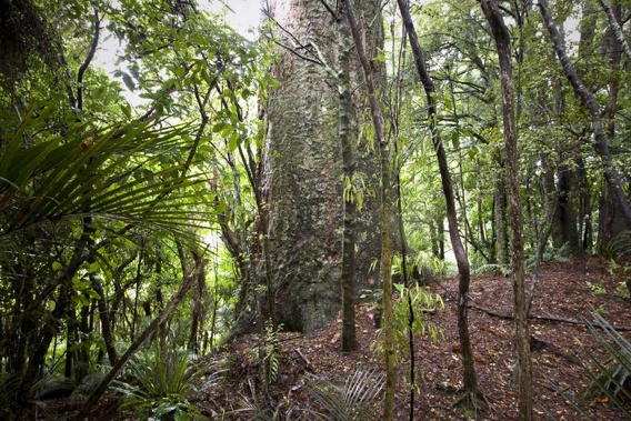 Kauri in the area are at risk from dieback. (Photo / File)