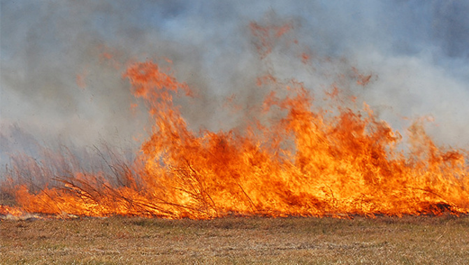 Plentiful winter and spring rainfall has increased grass and vegetation growth which is now drying out and will ignite easily. (Stockxchnge).